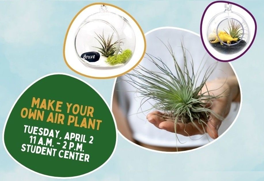 Make your own air plant! 4/2 @ 11am in the Student Center